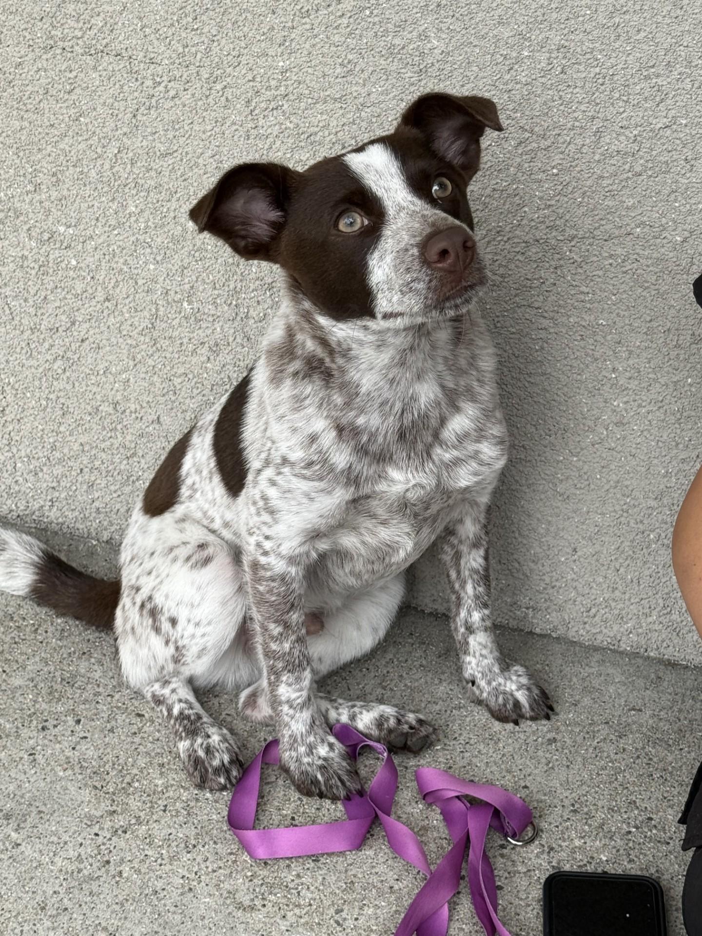 Enlarge Espresso, an adoptable mixed breed in Los Alamitos, CA image 6/6