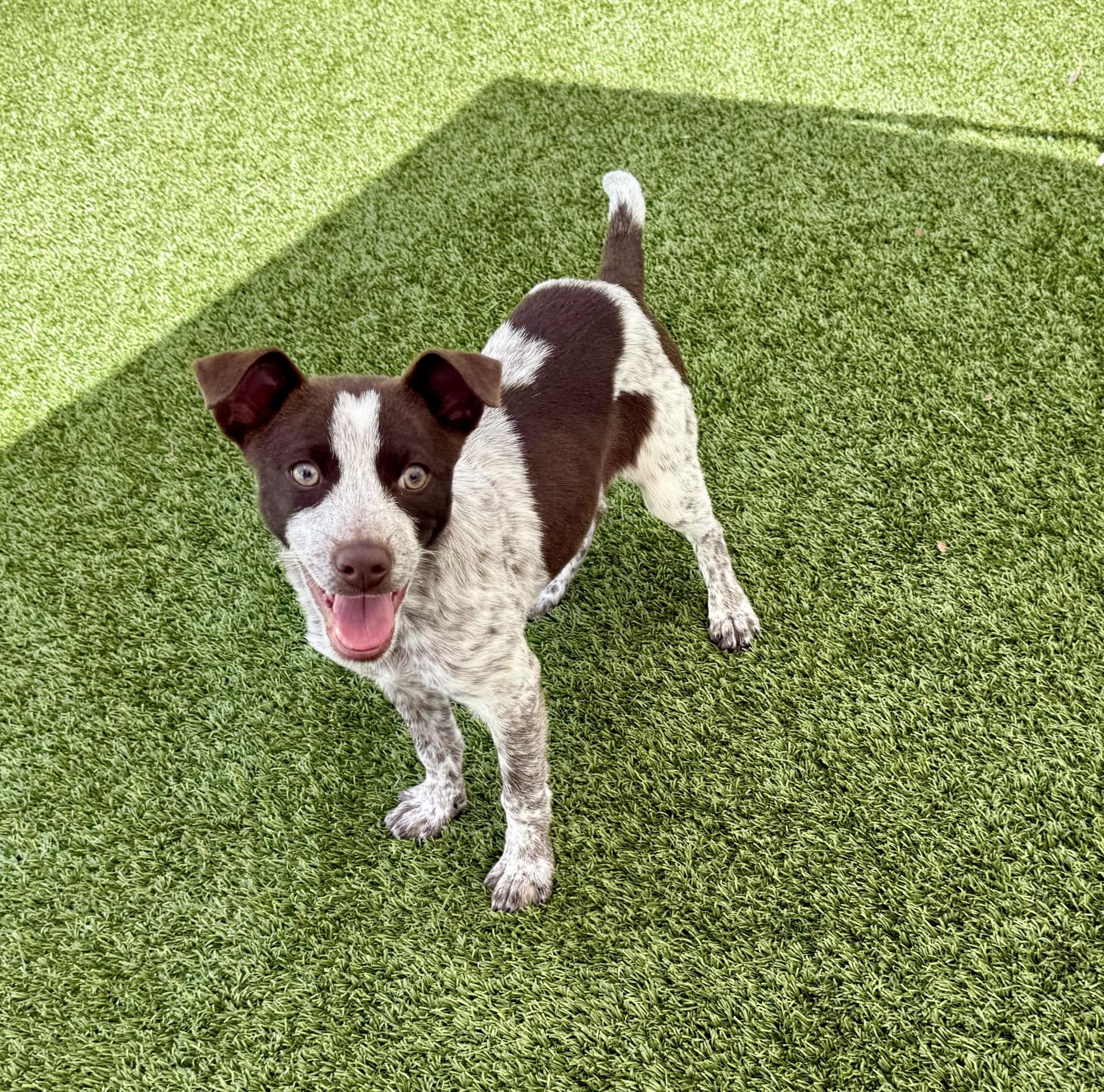 Enlarge Espresso, an adopted mixed breed in Los Alamitos, CA image 5/6