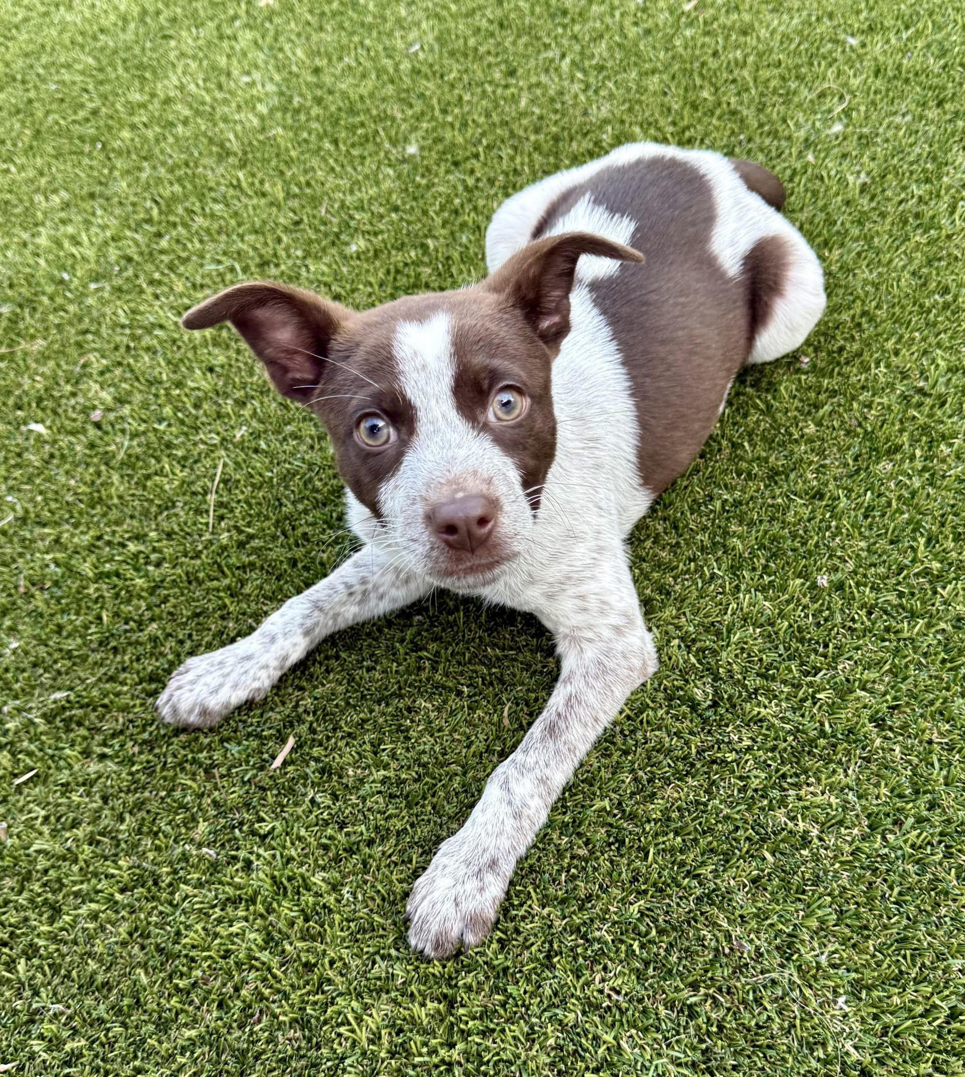 Enlarge Espresso, an adopted mixed breed in Los Alamitos, CA image 3/6