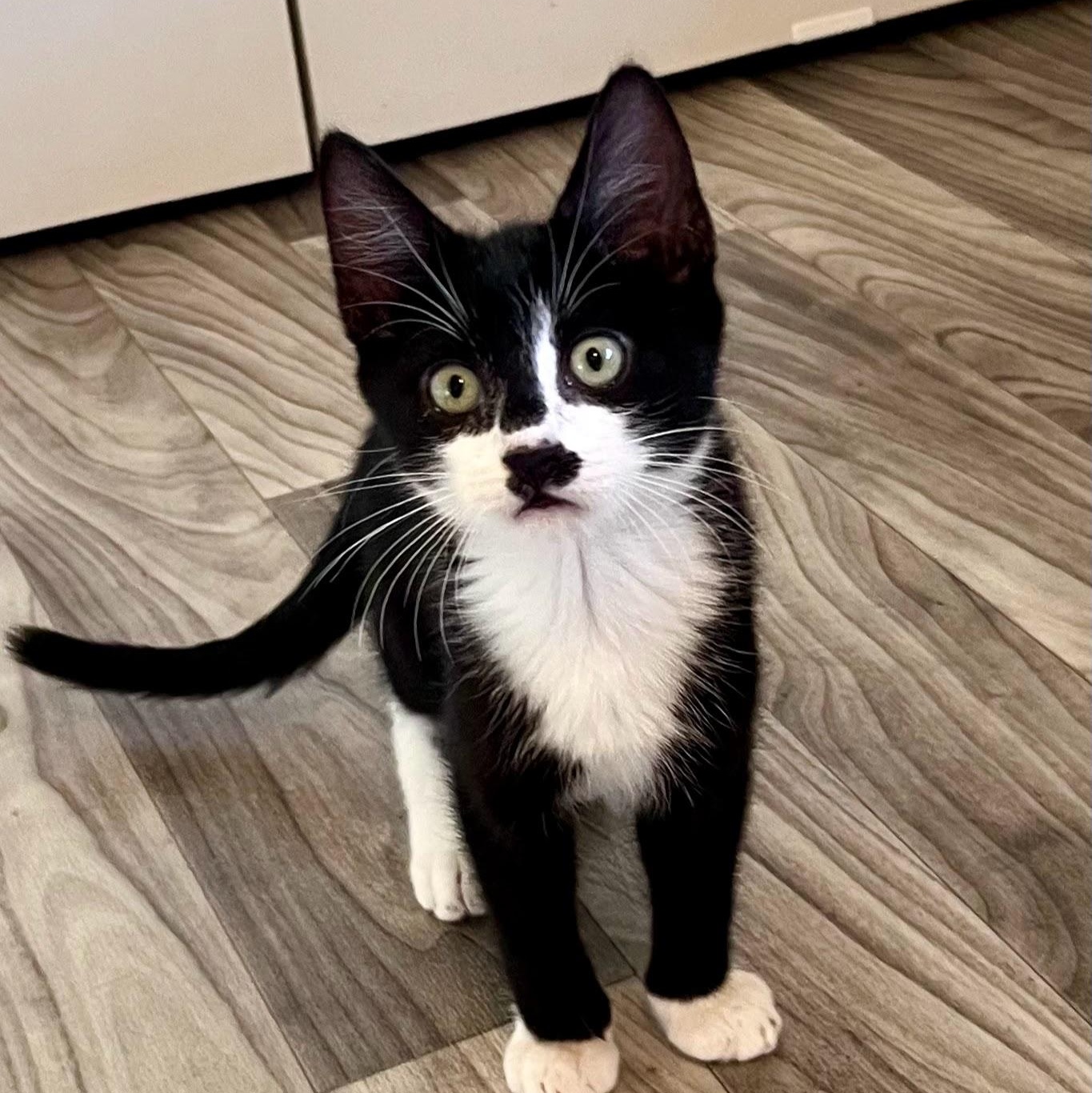 Blackjack, Adopted, Kitten Male Domestic Short Hair.