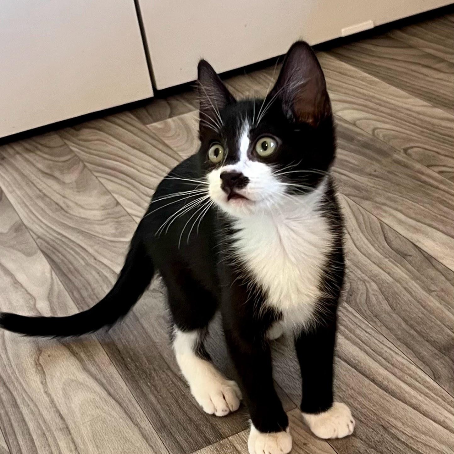 Enlarge Blackjack, a Adopted Domestic Short Hair in Charlotte, NC image 3/5