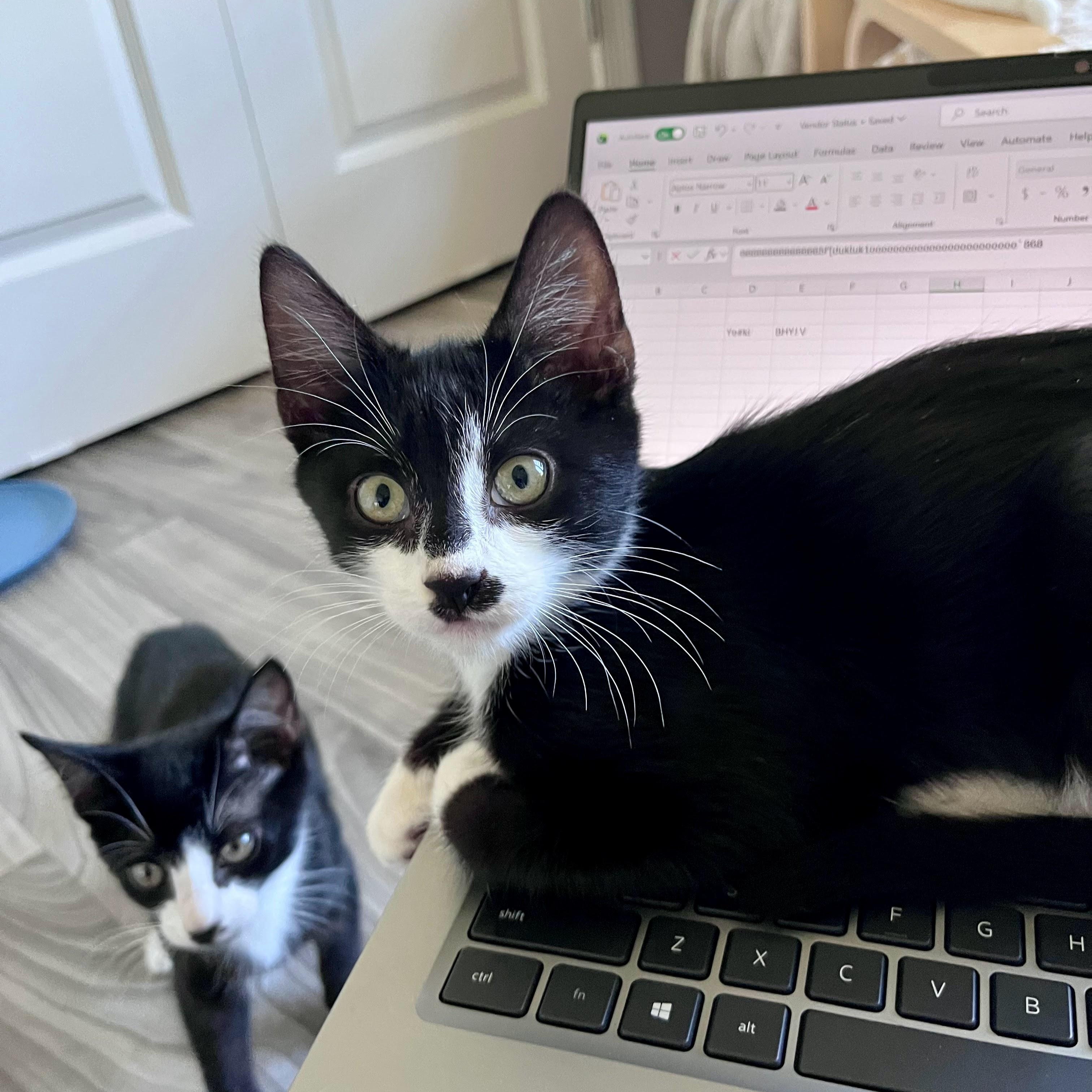 Enlarge Blackjack, a Adopted Domestic Short Hair in Charlotte, NC image 5/5