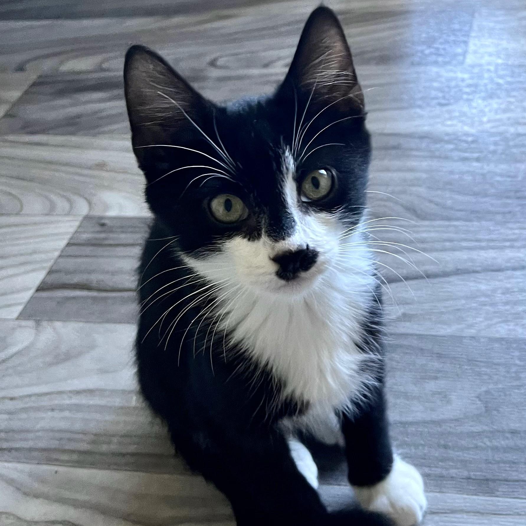 Enlarge Blackjack, a Adopted Domestic Short Hair in Charlotte, NC image 2/5