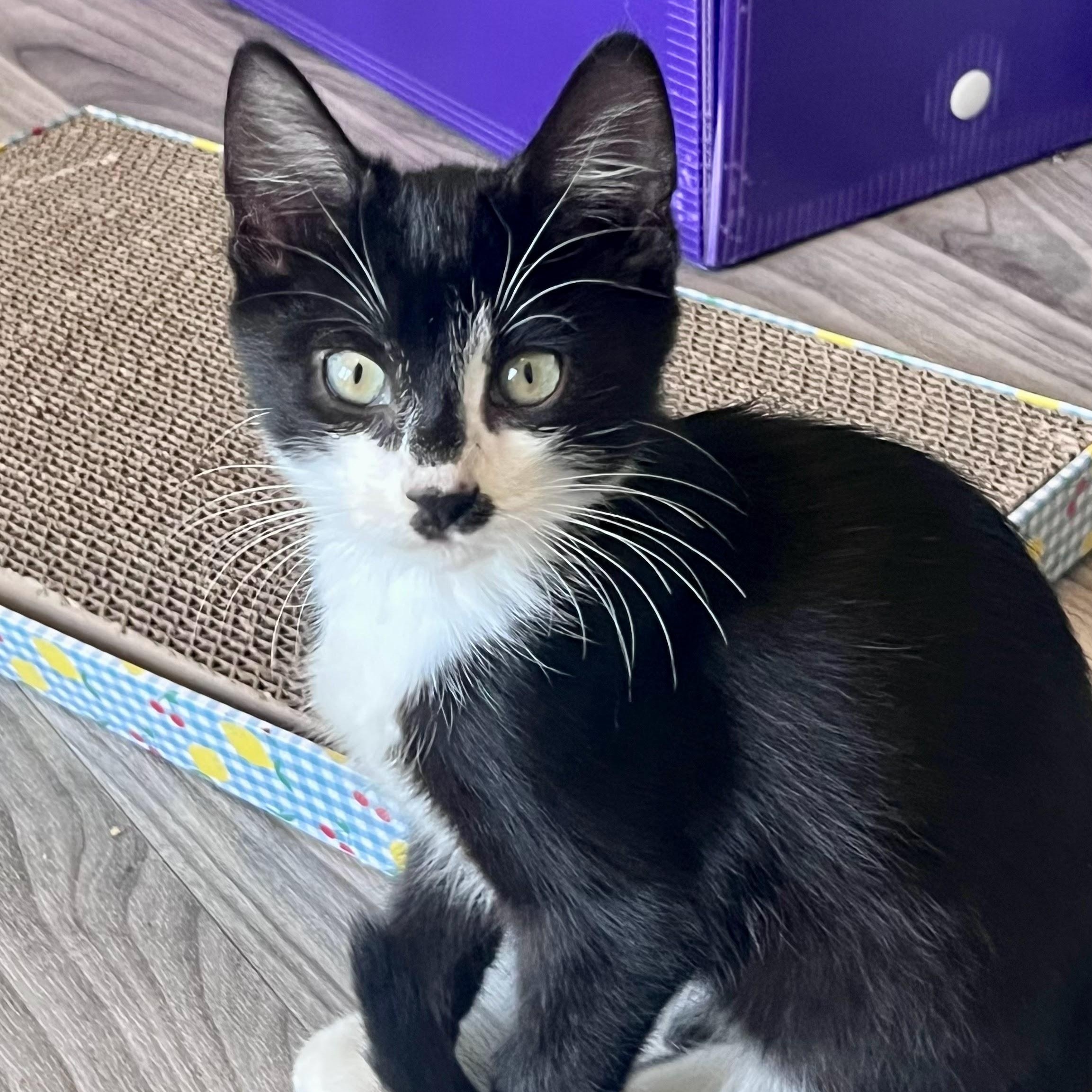 Enlarge Blackjack, a Adopted Domestic Short Hair in Charlotte, NC image 4/5