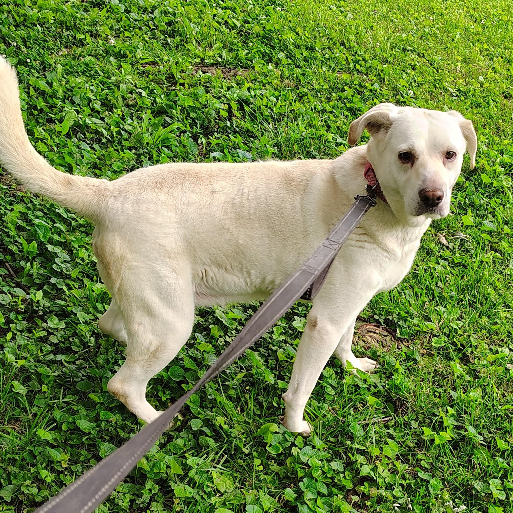 Enlarge Snow, an adoptable mixed breed in Jasonville, IN image 1/1