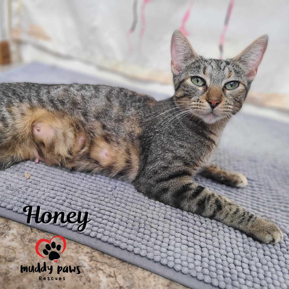 Honey, a Adoptable Domestic Short Hair in Council Bluffs, IA image 1/6