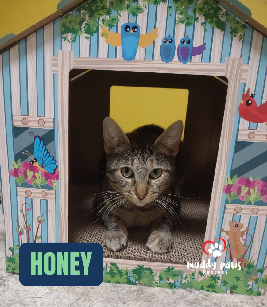 Honey, a Adoptable Domestic Short Hair in Council Bluffs, IA image 2/6