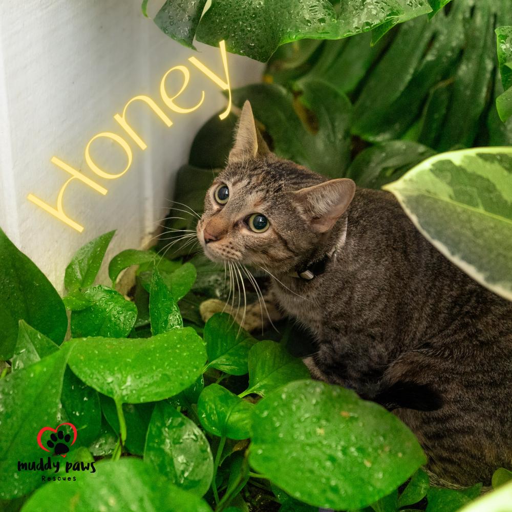 Honey, a Adoptable Domestic Short Hair in Council Bluffs, IA image 3/6