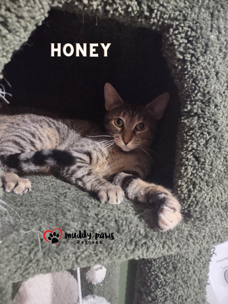 Honey, a Adoptable Domestic Short Hair in Council Bluffs, IA image 4/6