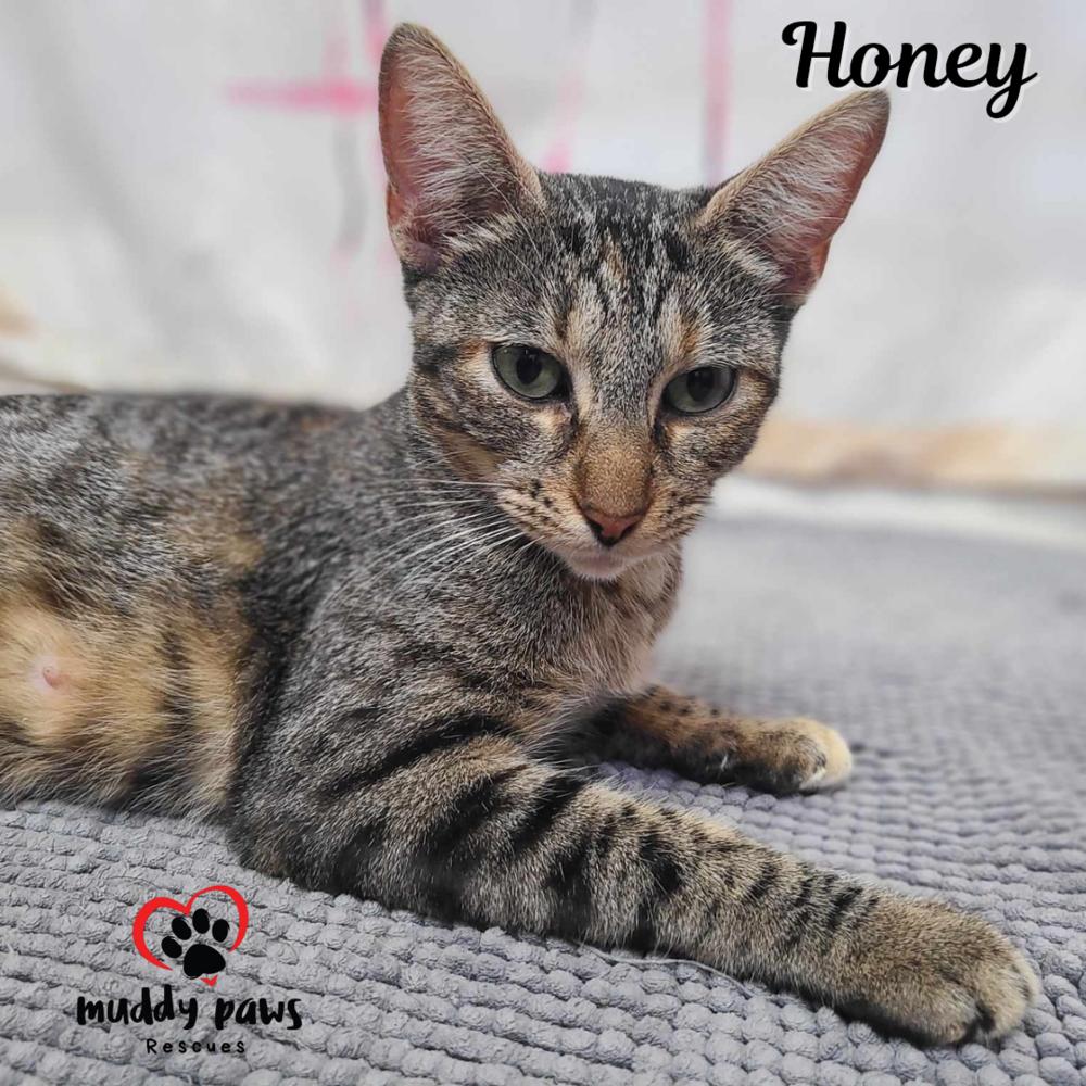 Honey, a Adoptable Domestic Short Hair in Council Bluffs, IA image 5/6