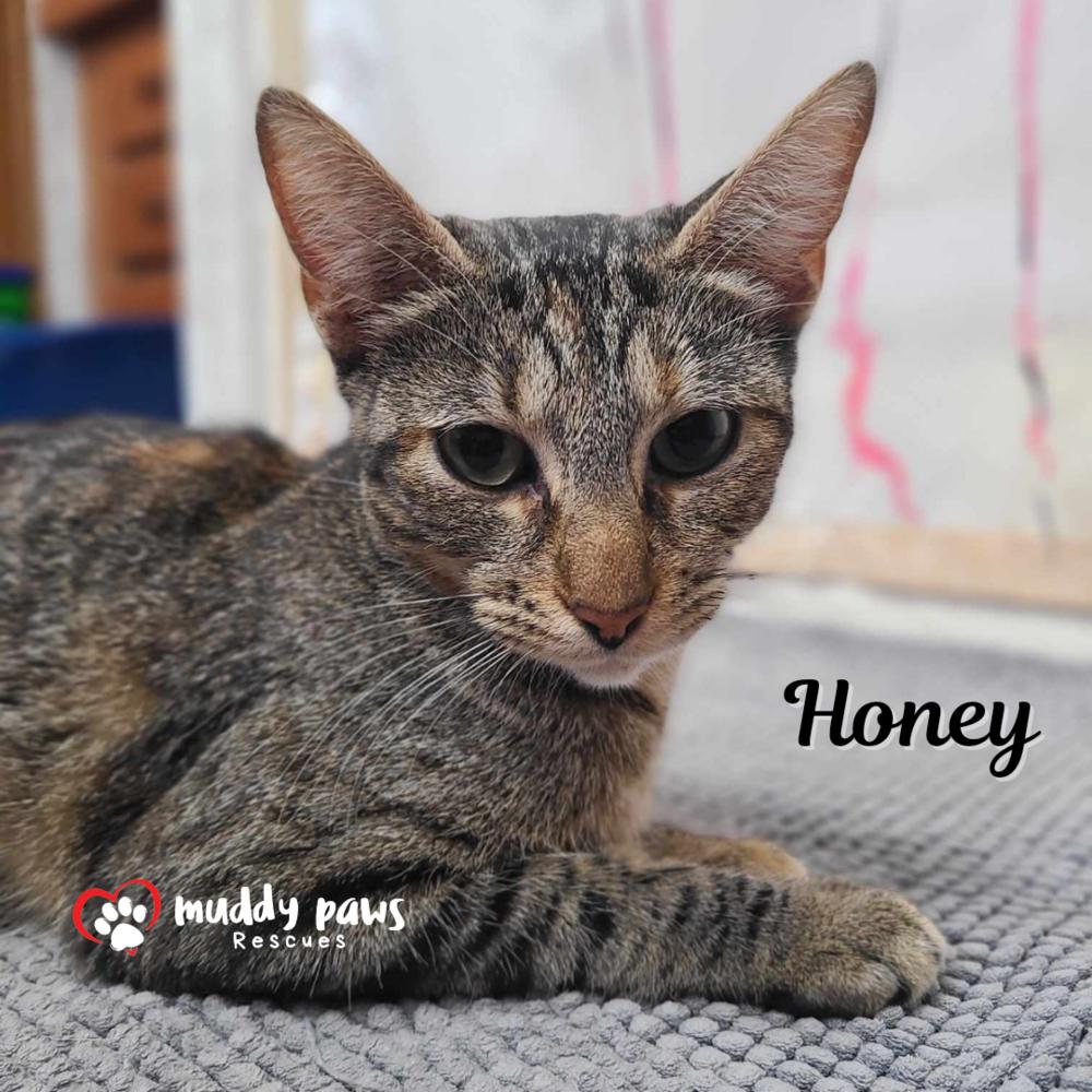 Honey, a Adoptable Domestic Short Hair in Council Bluffs, IA image 6/6