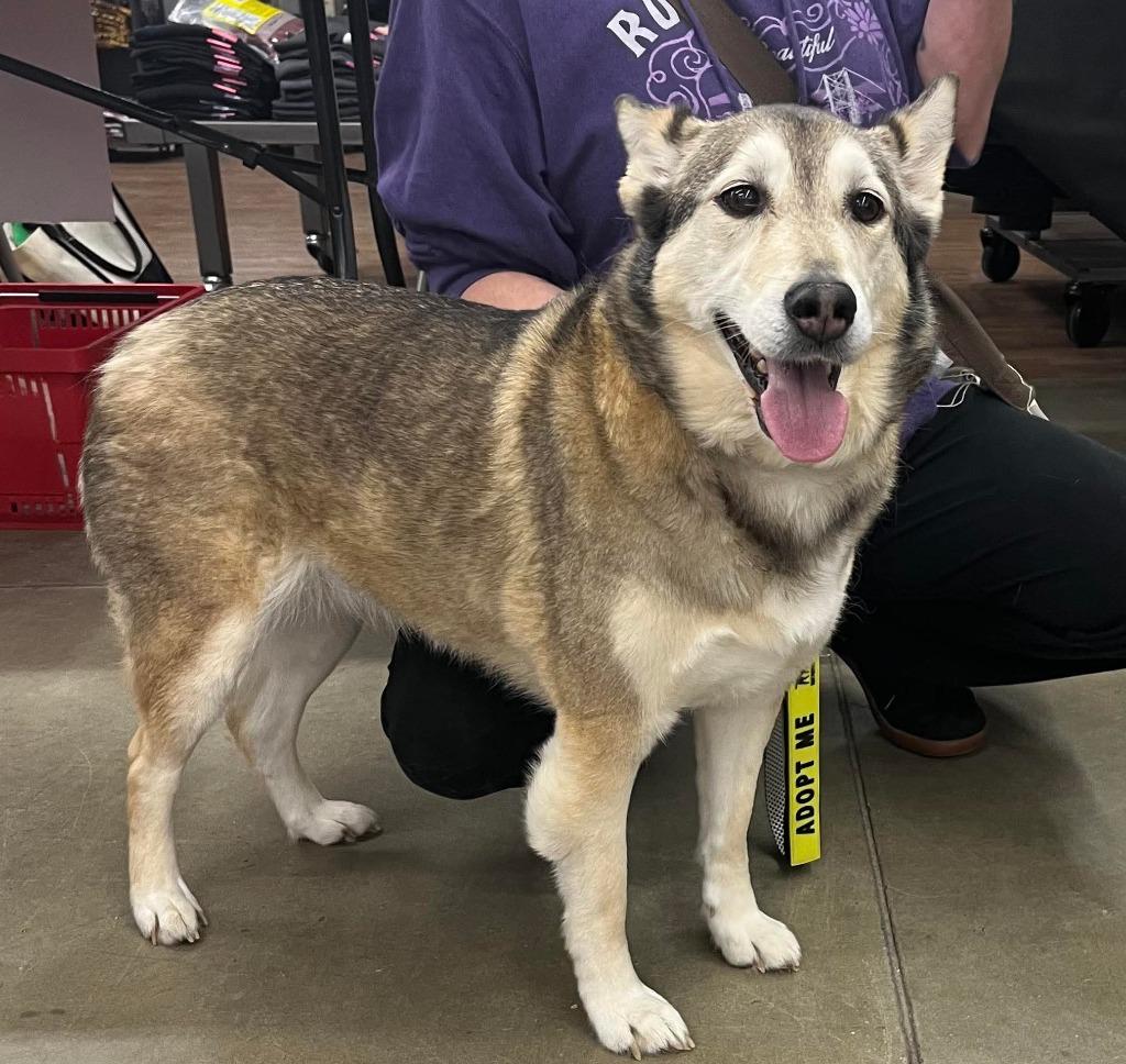 Enlarge Zoey, a Adopted mixed breed in Huntington, IN image 1/1