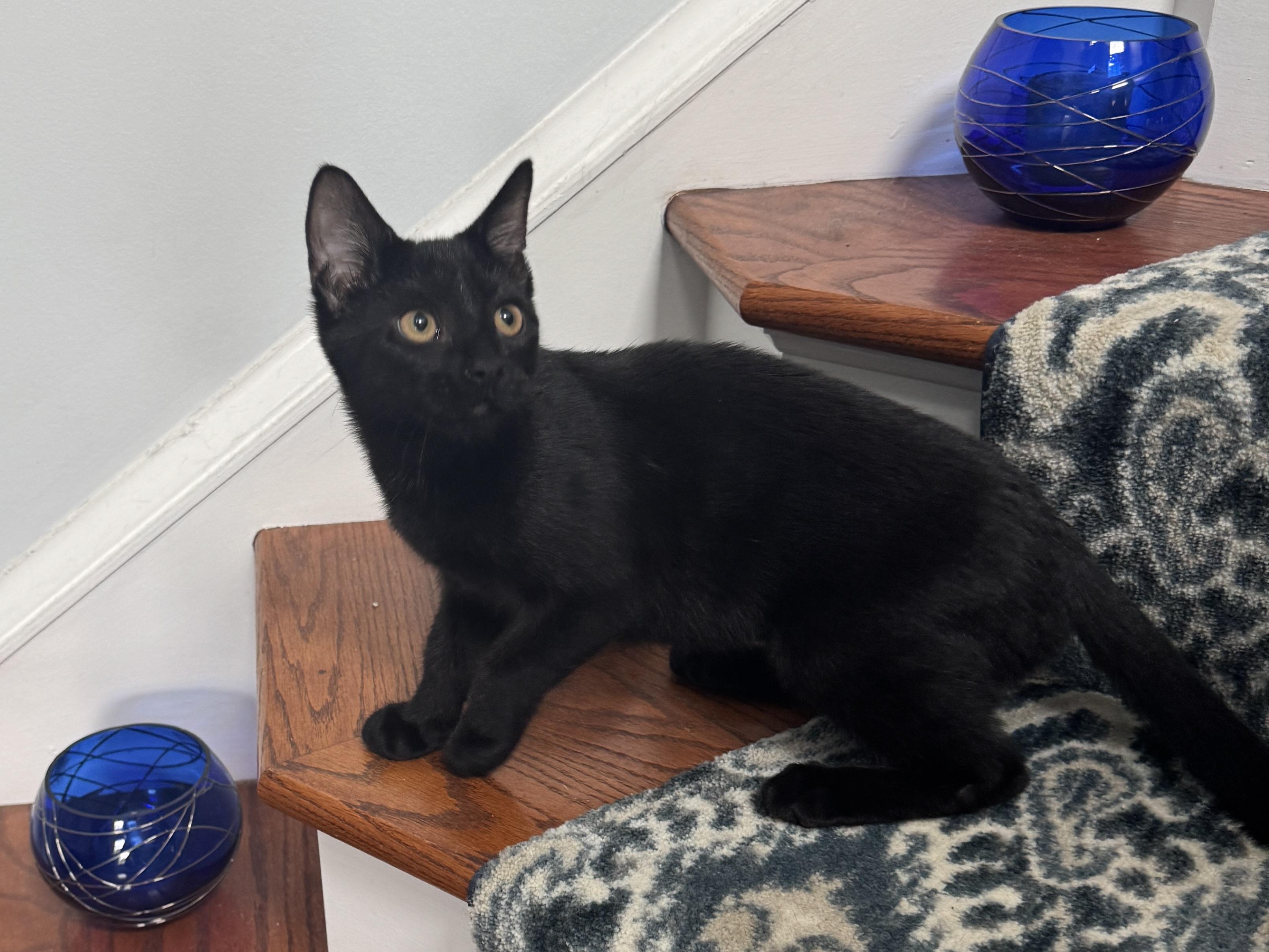 Violin, Adoptable, Young Female Domestic Short Hair.