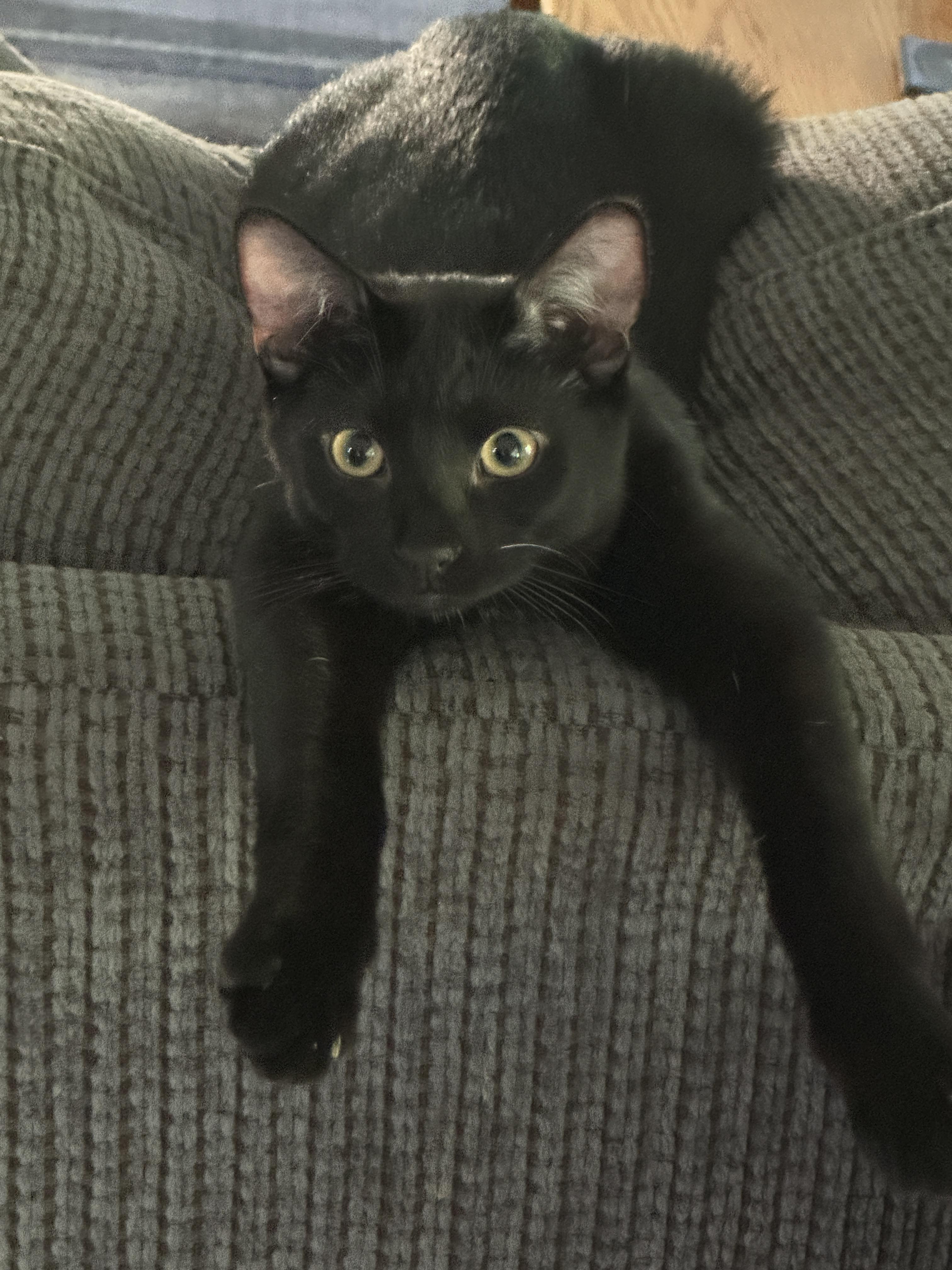 Enlarge Violin, a Adoptable Domestic Short Hair in Bethel Park, PA image 2/6