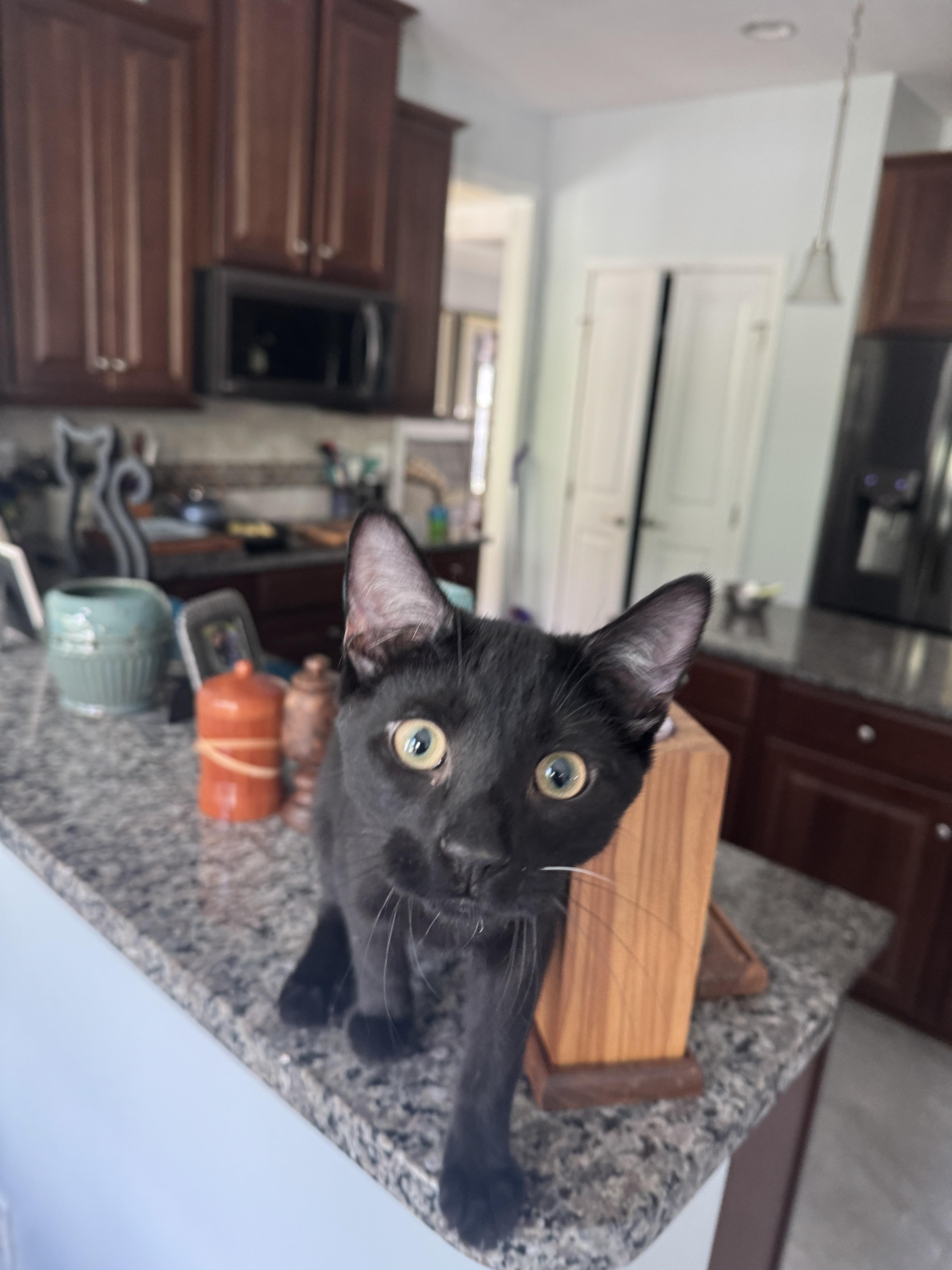 Enlarge Violin, a Adoptable Domestic Short Hair in Bethel Park, PA image 3/6