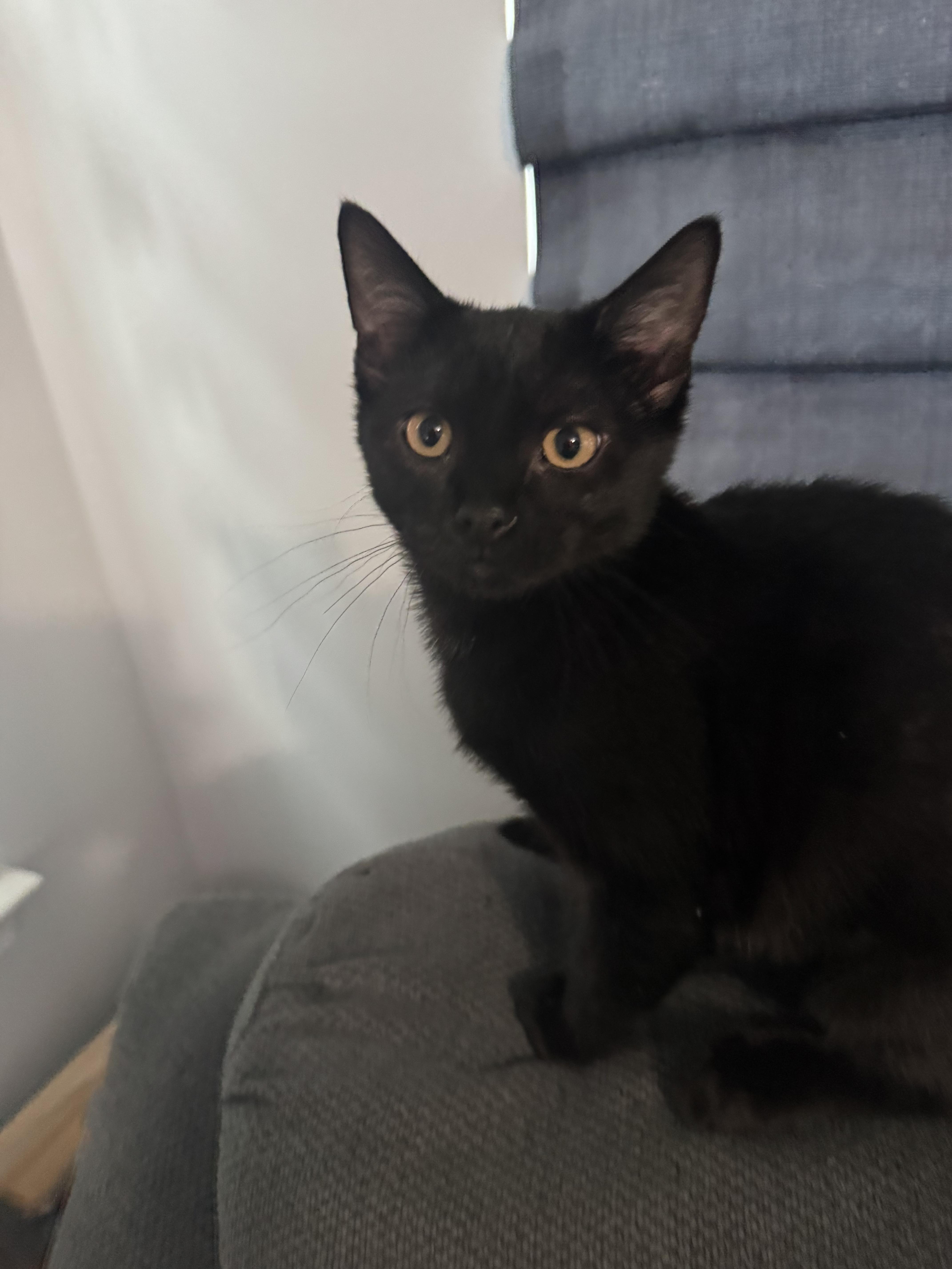 Enlarge Violin, a Adoptable Domestic Short Hair in Bethel Park, PA image 4/6