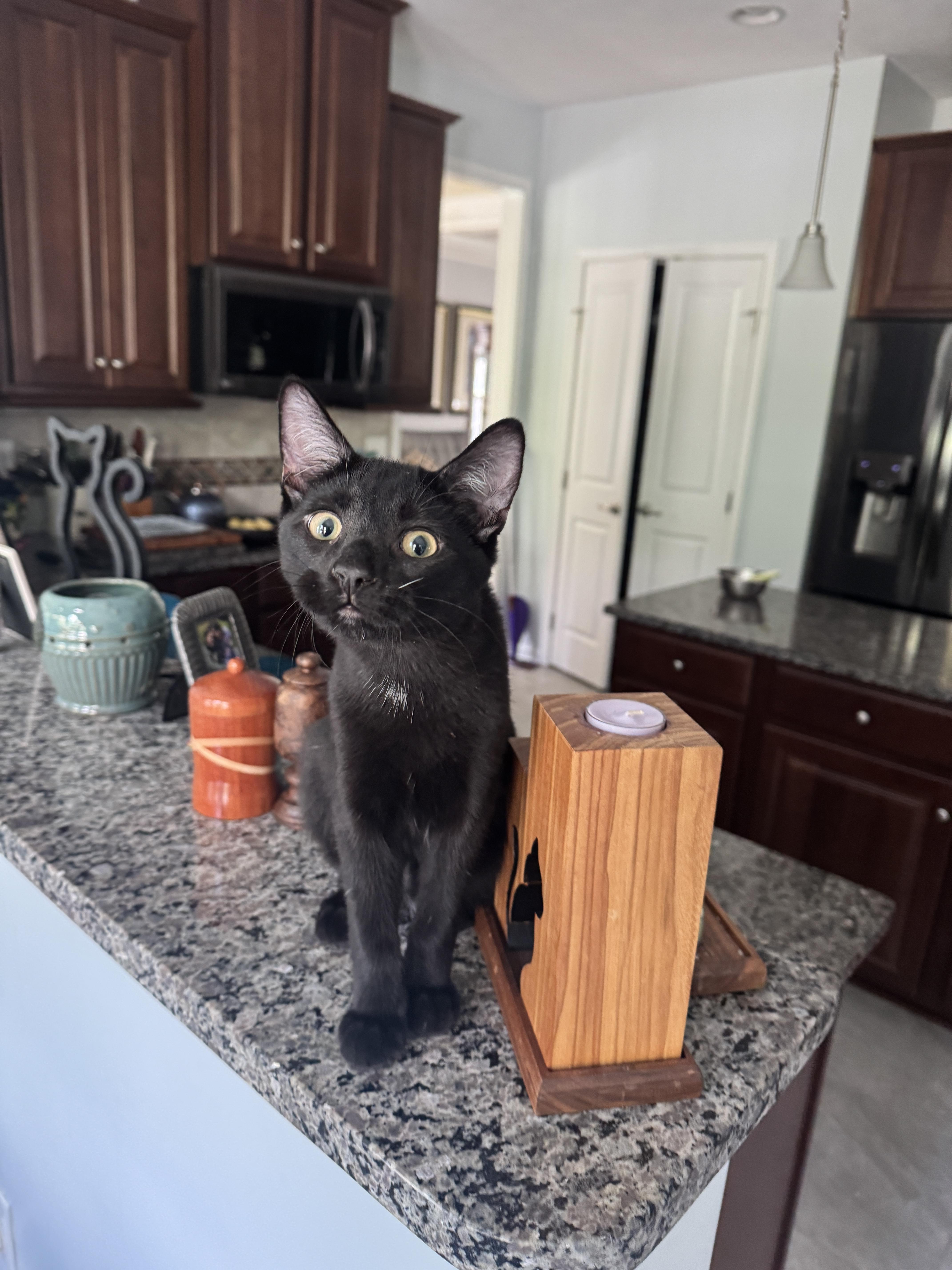 Enlarge Violin, a Adoptable Domestic Short Hair in Bethel Park, PA image 5/6