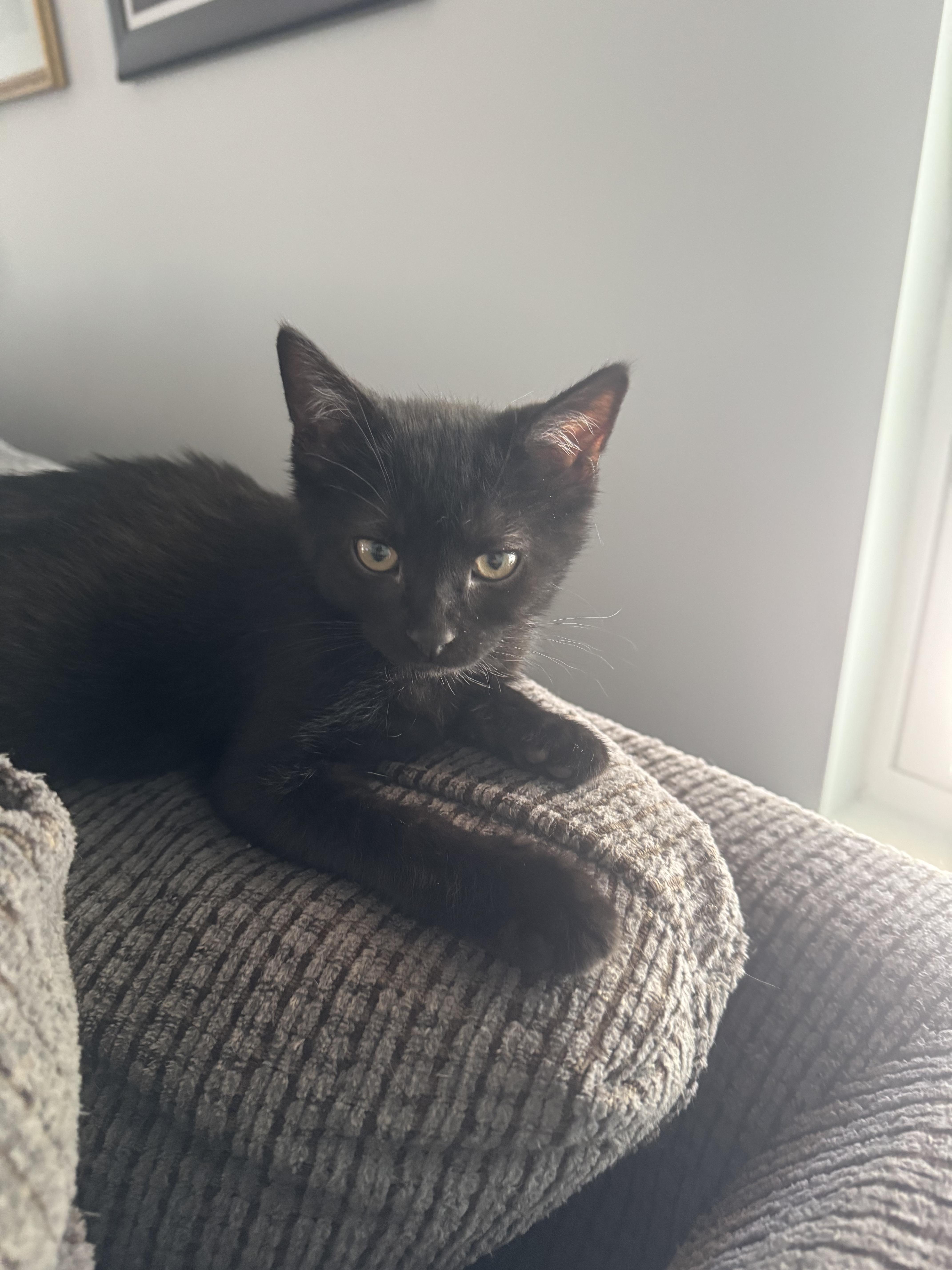 Enlarge Violin, a Adoptable Domestic Short Hair in Bethel Park, PA image 6/6