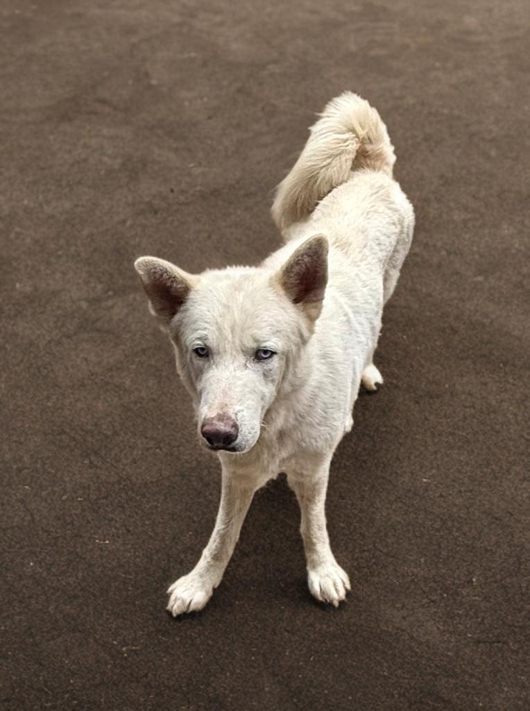 Max, an adopted mixed breed in Gainesville , VA image 2/4