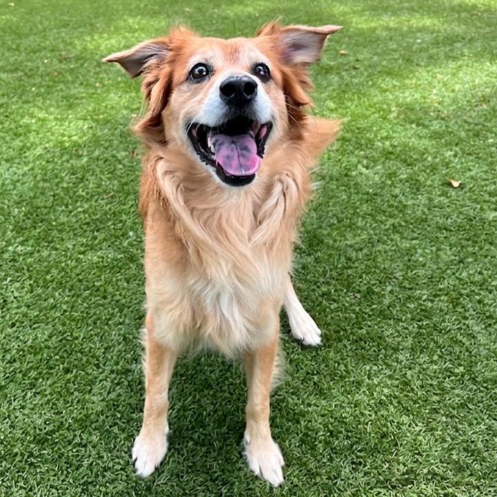 Chuck 7319, adopted, Young Male Golden Retriever.