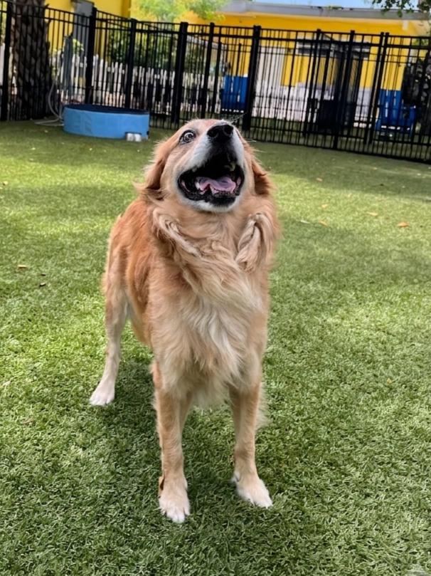 Chuck 7319, an adopted mixed breed in Boca Raton, FL image 3/3