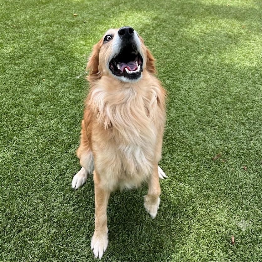 Chuck 7319, an adopted mixed breed in Boca Raton, FL image 2/3