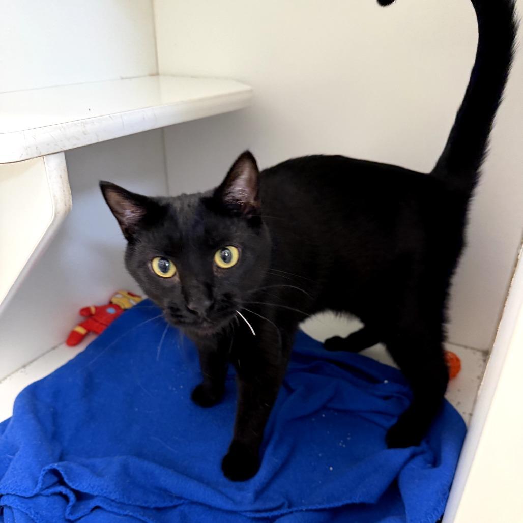 Enlarge Ebony, a Adoptable Domestic Short Hair in Jasper, IN image 1/2