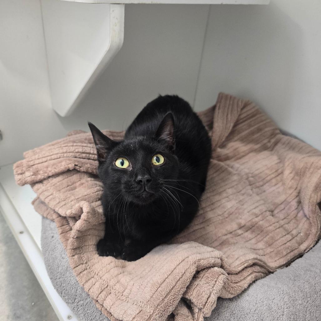 Enlarge Ebony, a Adoptable Domestic Short Hair in Jasper, IN image 1/1