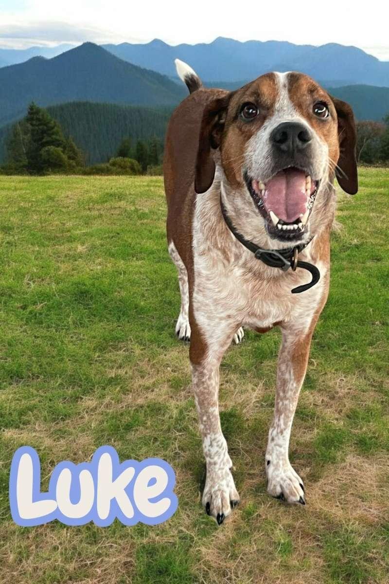 Enlarge Luke - NC, a Adoptable mixed breed in Asheville, NC image 1/3