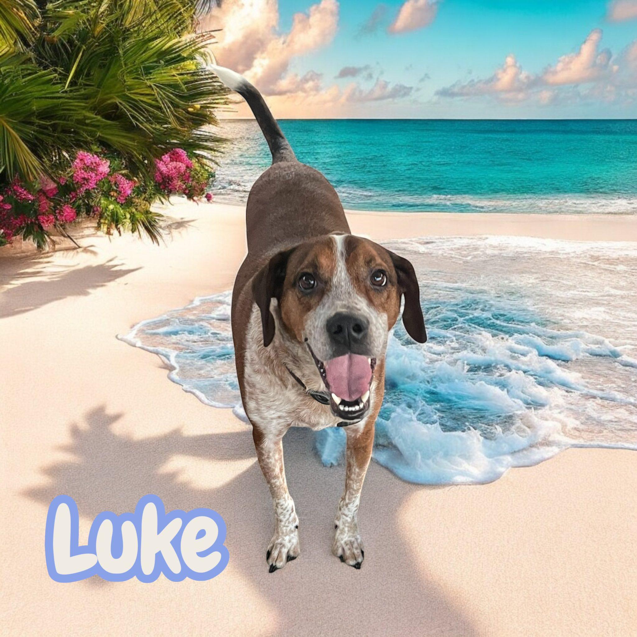 Enlarge Luke - NC, a Adoptable mixed breed in Asheville, NC image 3/3