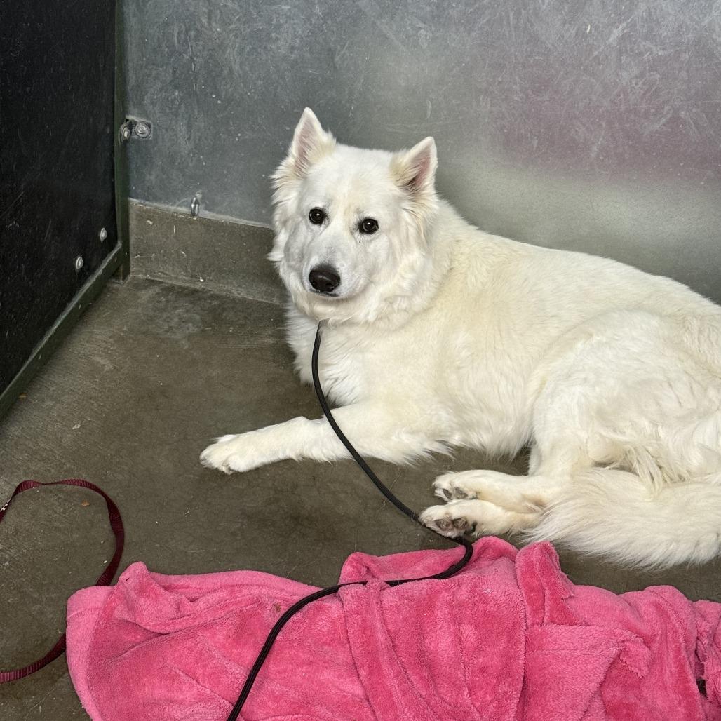 Enlarge Snow, a Adoptable Samoyed in Carlin, NV image 1/1