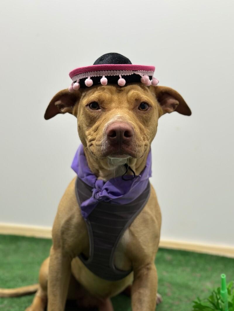 Milo, Adoptable, Young Male Pit Bull Terrier & Weimaraner.