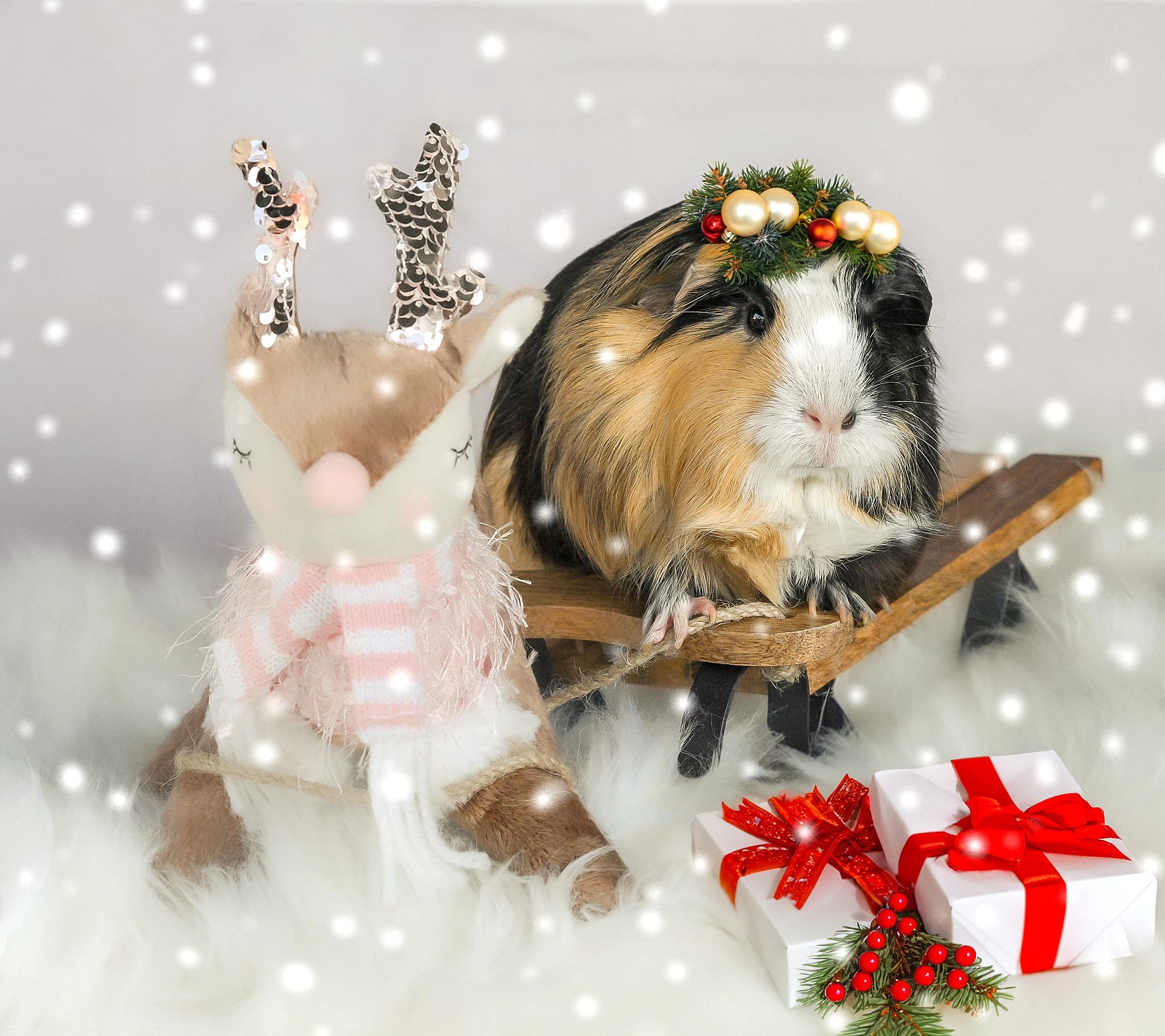Moka & Chip, Adopted, Adult Female Guinea Pig.