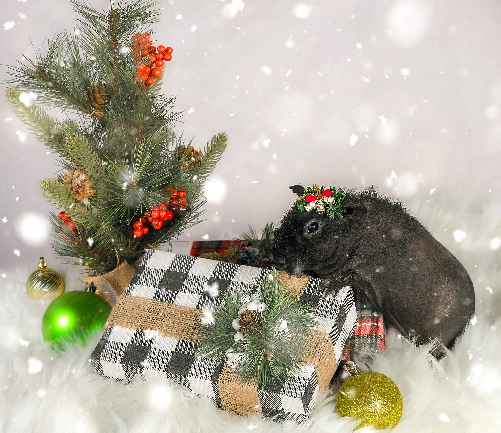 Enlarge Moka & Chip, a Adopted Guinea Pig in Oakley, CA image 2/2