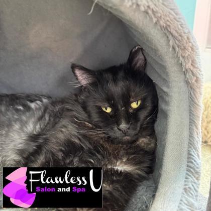 Earl, Adoptable, Young Male Domestic Long Hair & Domestic Short Hair.
