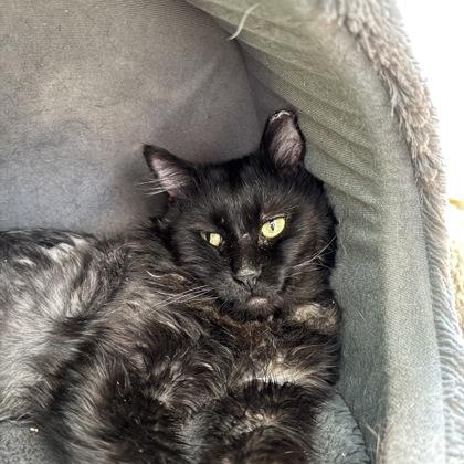 Enlarge Earl, a Adoptable mixed breed in Janesville, WI image 2/2