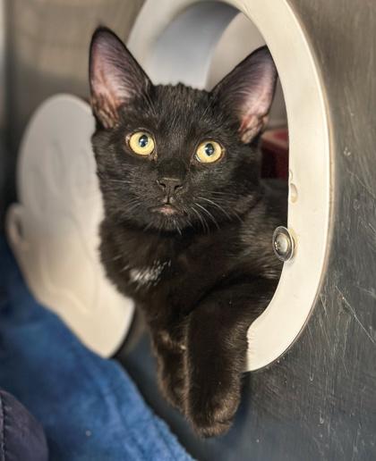 Enlarge Calvin, a Adoptable mixed breed in Jamestown, NY image 1/2