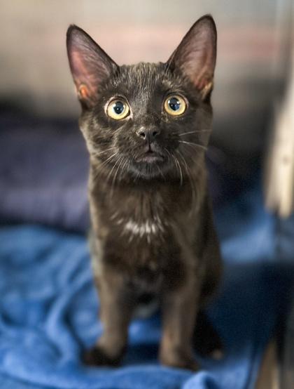 Calvin, Adoptable, Kitten Male Domestic Medium Hair & Domestic Short Hair.