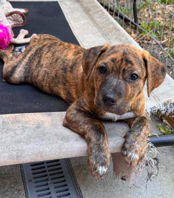 Ash, a ADOPTABLE mixed breed in Eutawville, SC image 3/4