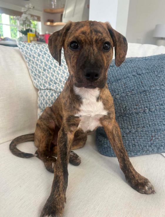 Ash, ADOPTABLE, Puppy Male Mixed Breed.