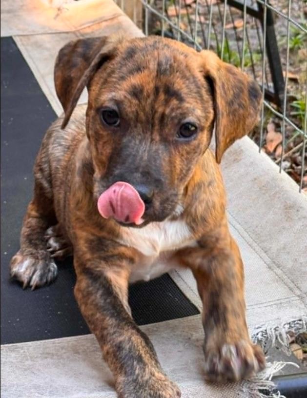 Ash, a ADOPTABLE mixed breed in Eutawville, SC image 2/4