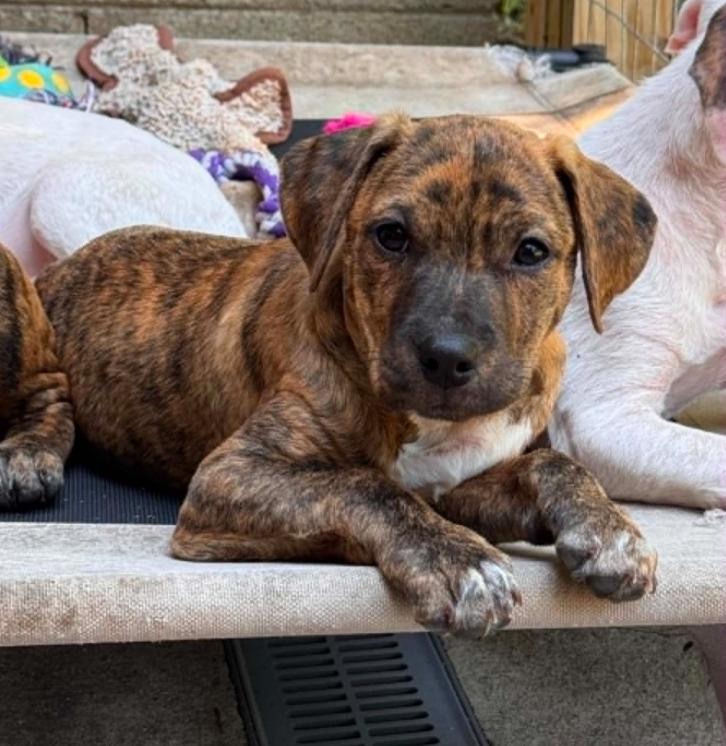 Ash, a ADOPTABLE mixed breed in Eutawville, SC image 4/4
