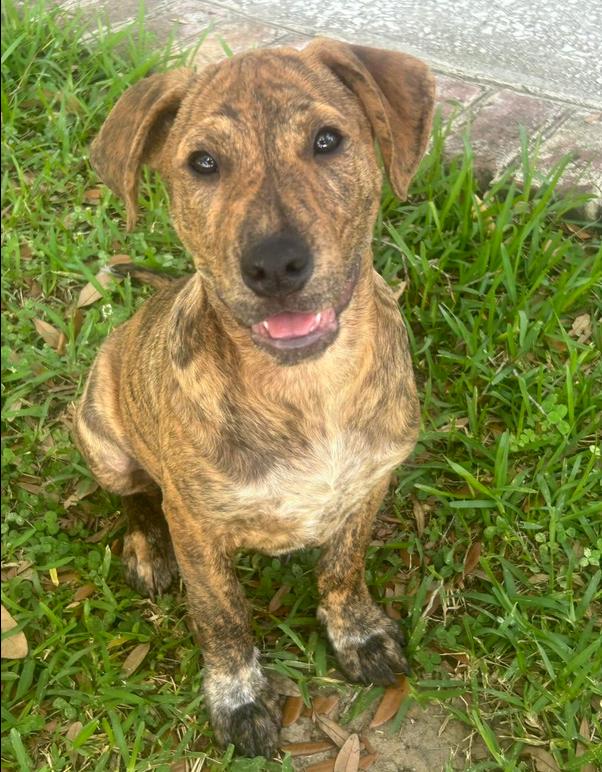 Enlarge Ash, a ADOPTABLE mixed breed in Eutawville, SC image 2/6