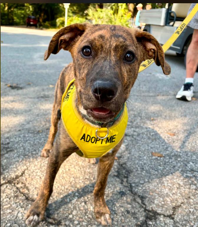 Ash, ADOPTABLE, Puppy Male Mixed Breed.