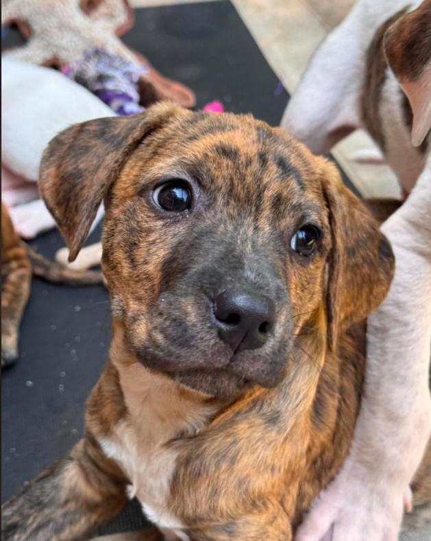 Ash, ADOPTABLE, Puppy Male Mixed Breed.