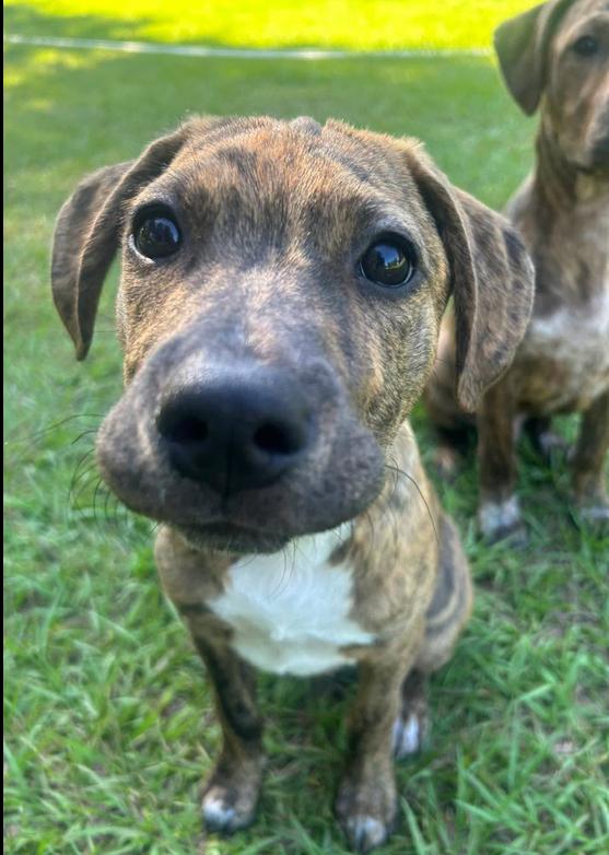 Enlarge Ash, a ADOPTABLE mixed breed in Eutawville, SC image 1/6