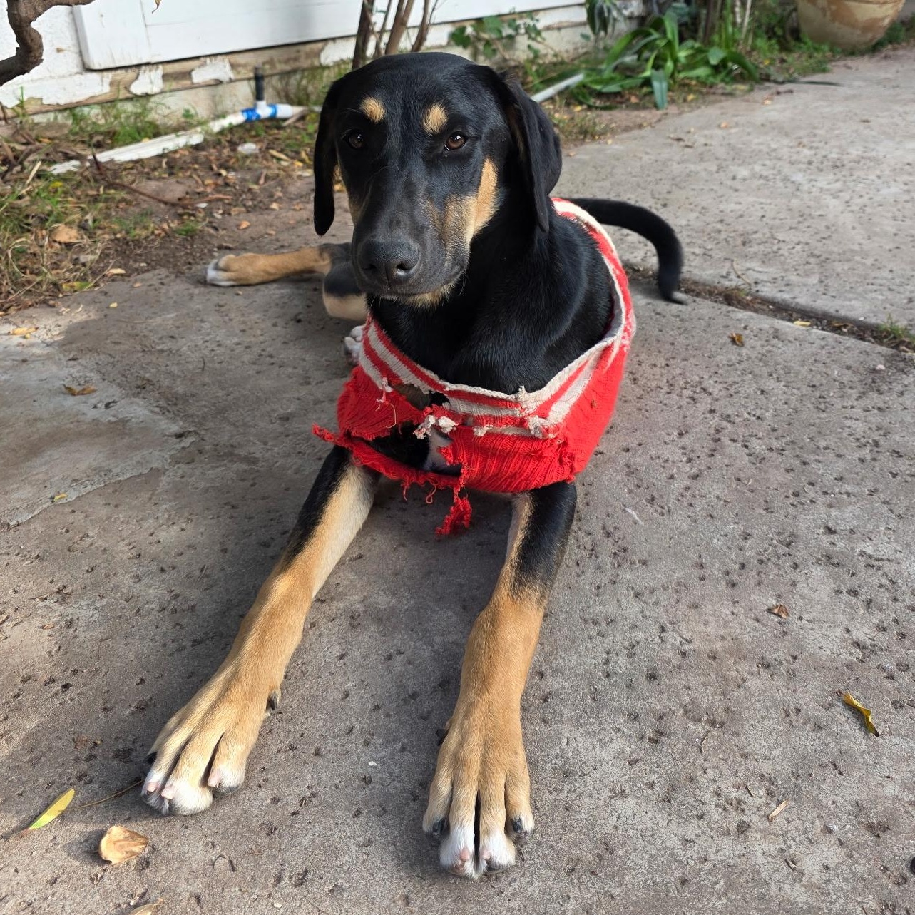 Enlarge Hope & Faith & Destiney, a Adoptable Doberman Pinscher in Seal Beach, CA image 2/6