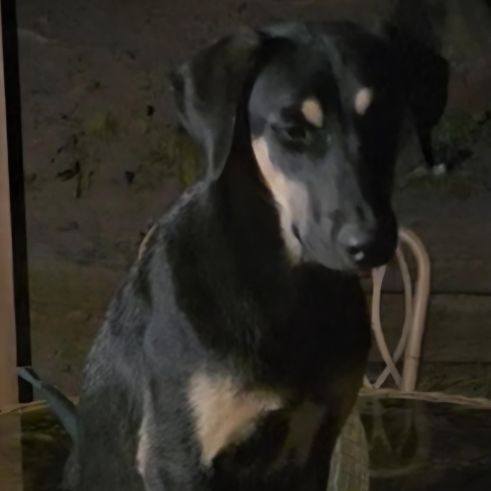 Enlarge Hope & Faith & Destiney, a Adoptable Doberman Pinscher in Seal Beach, CA image 3/6