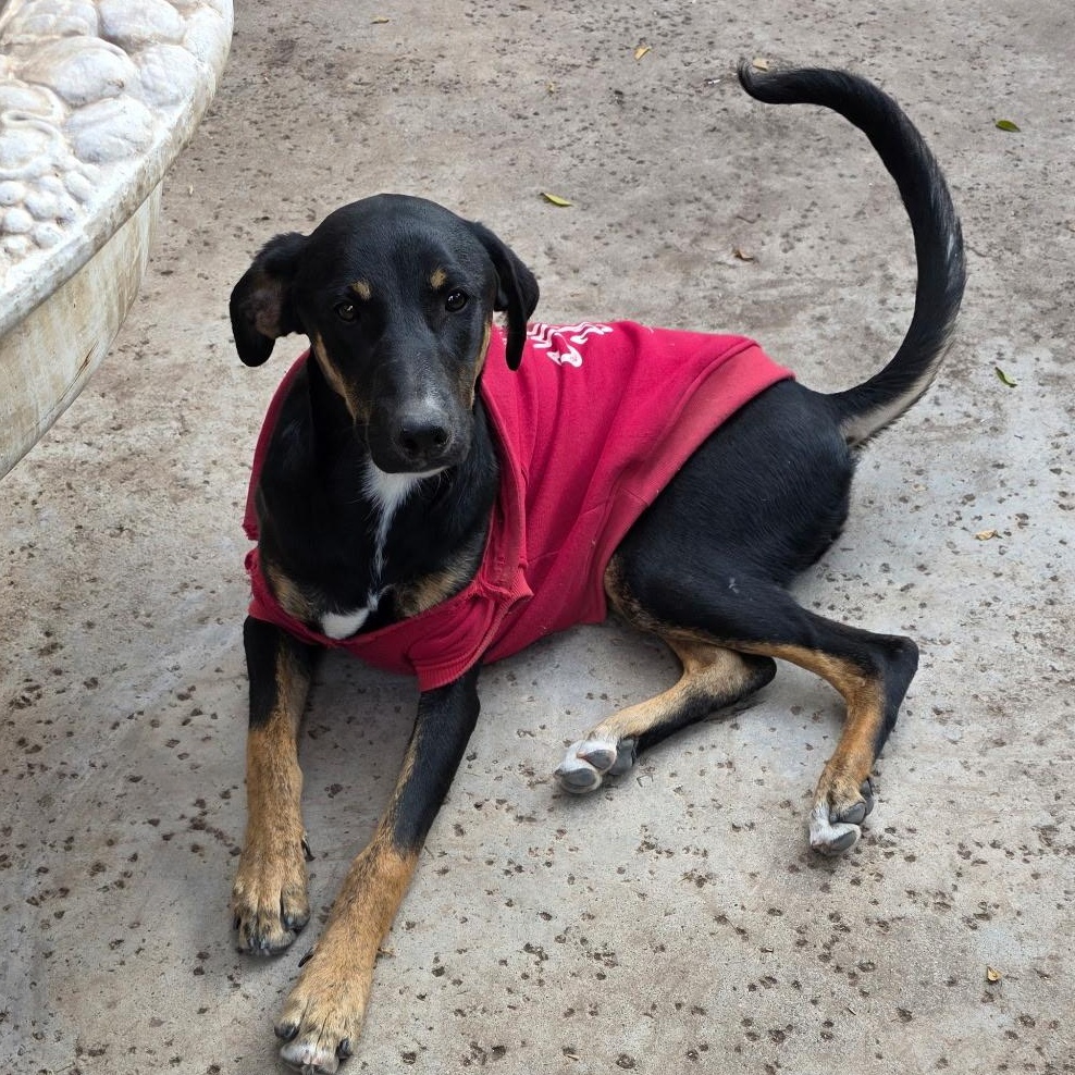 Enlarge Hope & Faith & Destiney, a Adoptable Doberman Pinscher in Seal Beach, CA image 1/6