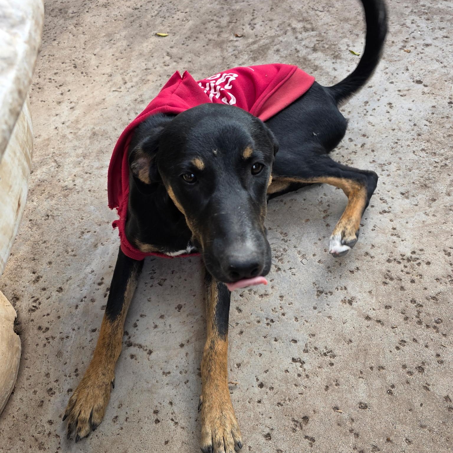 Enlarge Hope & Faith & Destiney, a Adoptable Doberman Pinscher in Seal Beach, CA image 4/6